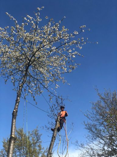 Stammwerk Kassel Fällung von 5 Wildkirschen Nahaufnahme