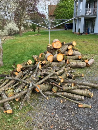 Stammwerk Kassel Fällung von 5 Wildkirschen Endergebnis