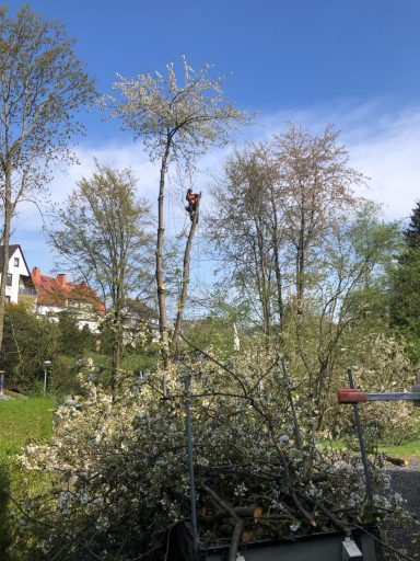 Stammwerk Kassel Fällung von 5 Wildkirschen